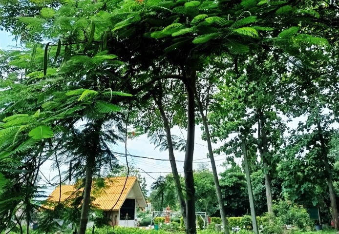 ภาพ