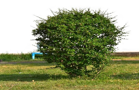 ภาพ