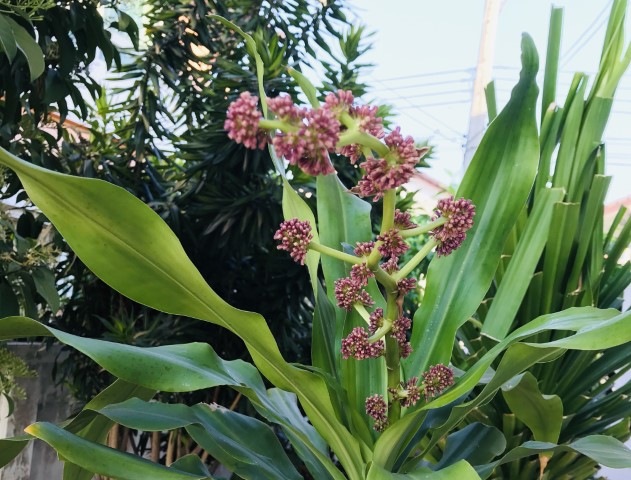 ภาพ