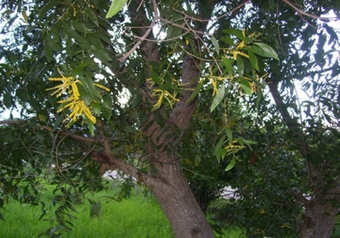 ภาพ