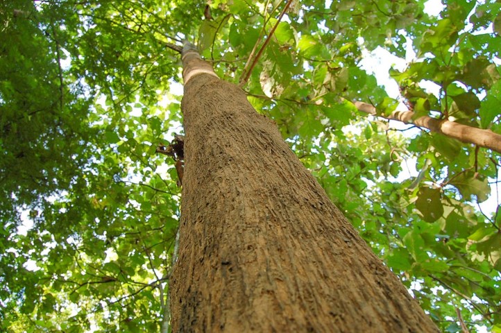 ภาพ