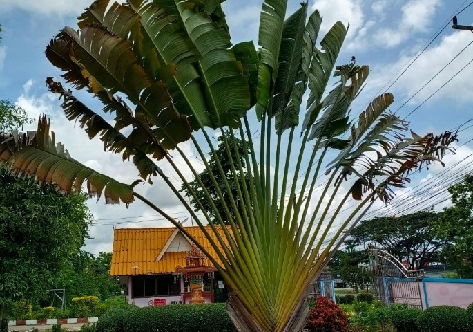 ภาพ