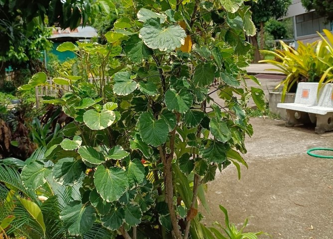 ภาพ